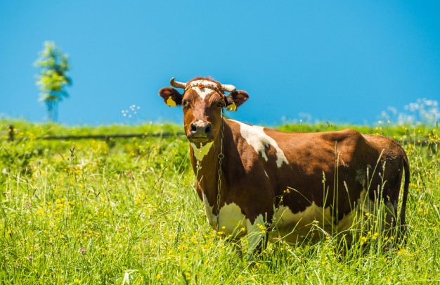 Idul Qurban Dan Perekonomian Negara